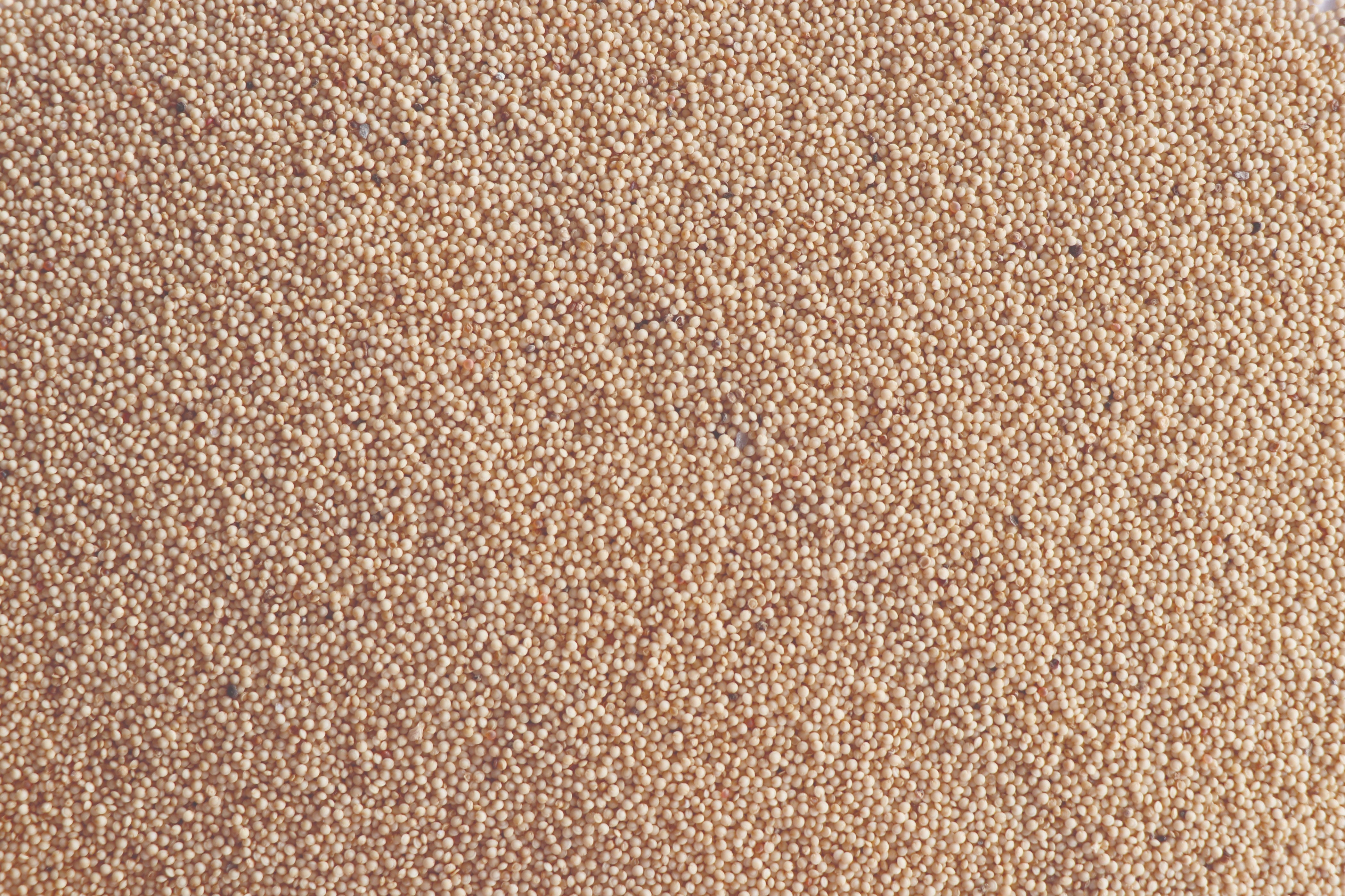 Himalayan Amaranthus Millet (Pahadi Chaulai)