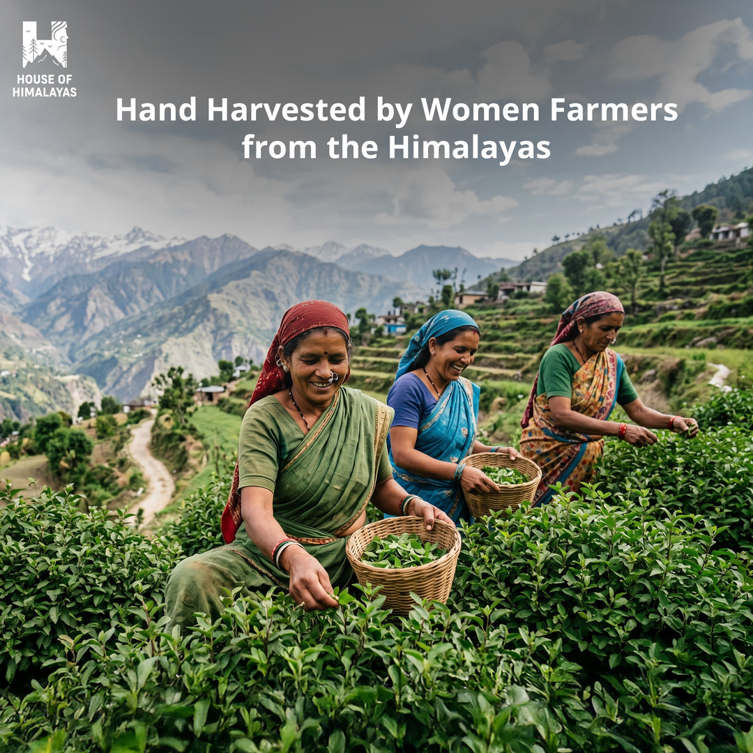 Himalayan Badri Tulsi Infusion