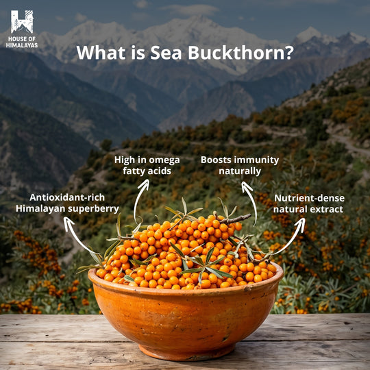 Himalayan Seabuckthorn Infusion
