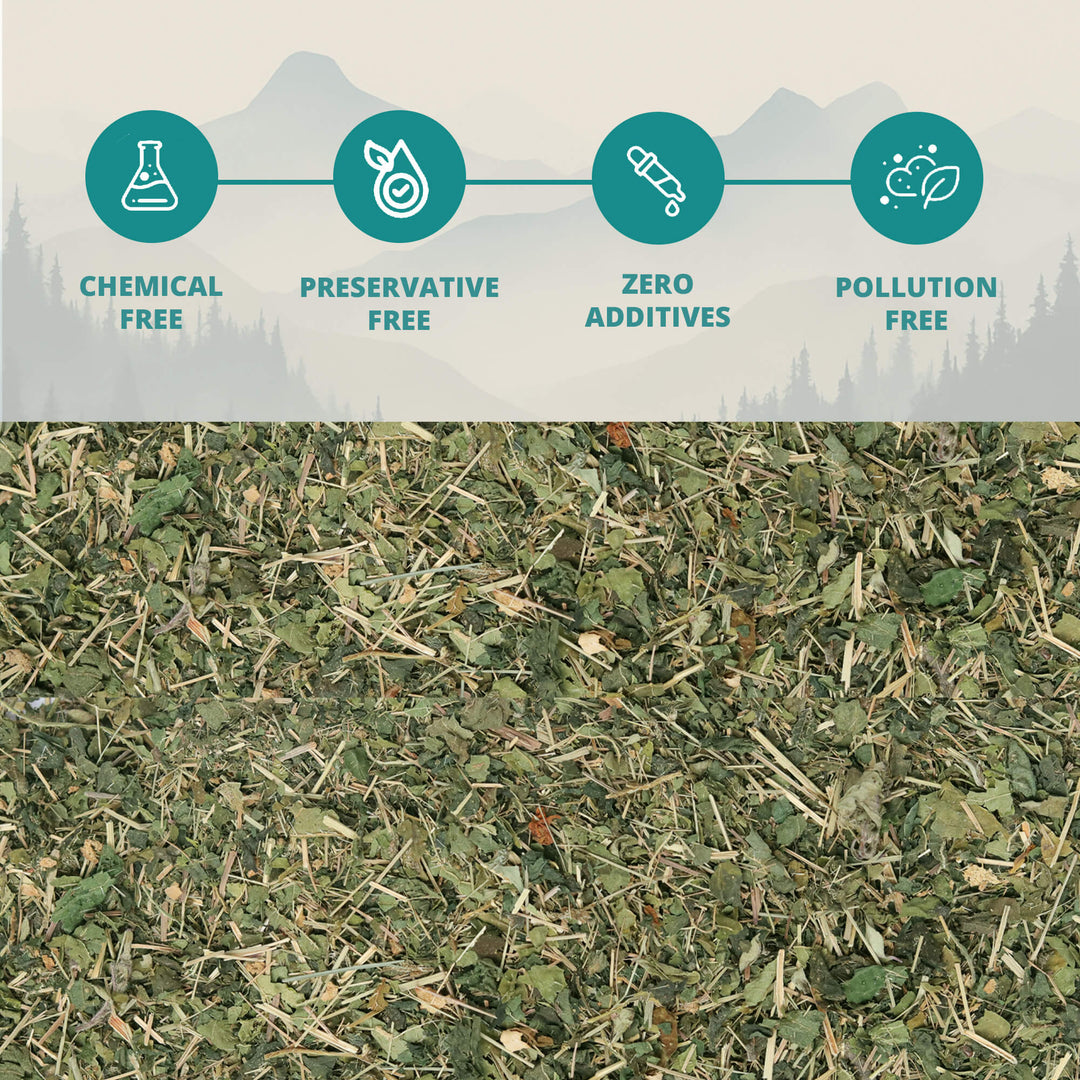 Himalayan Wild Nettle Herbal Infusion (Bichhu Ghas)
