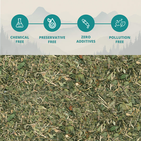 Himalayan Wild Nettle Herbal Infusion (Bichhu Ghas)