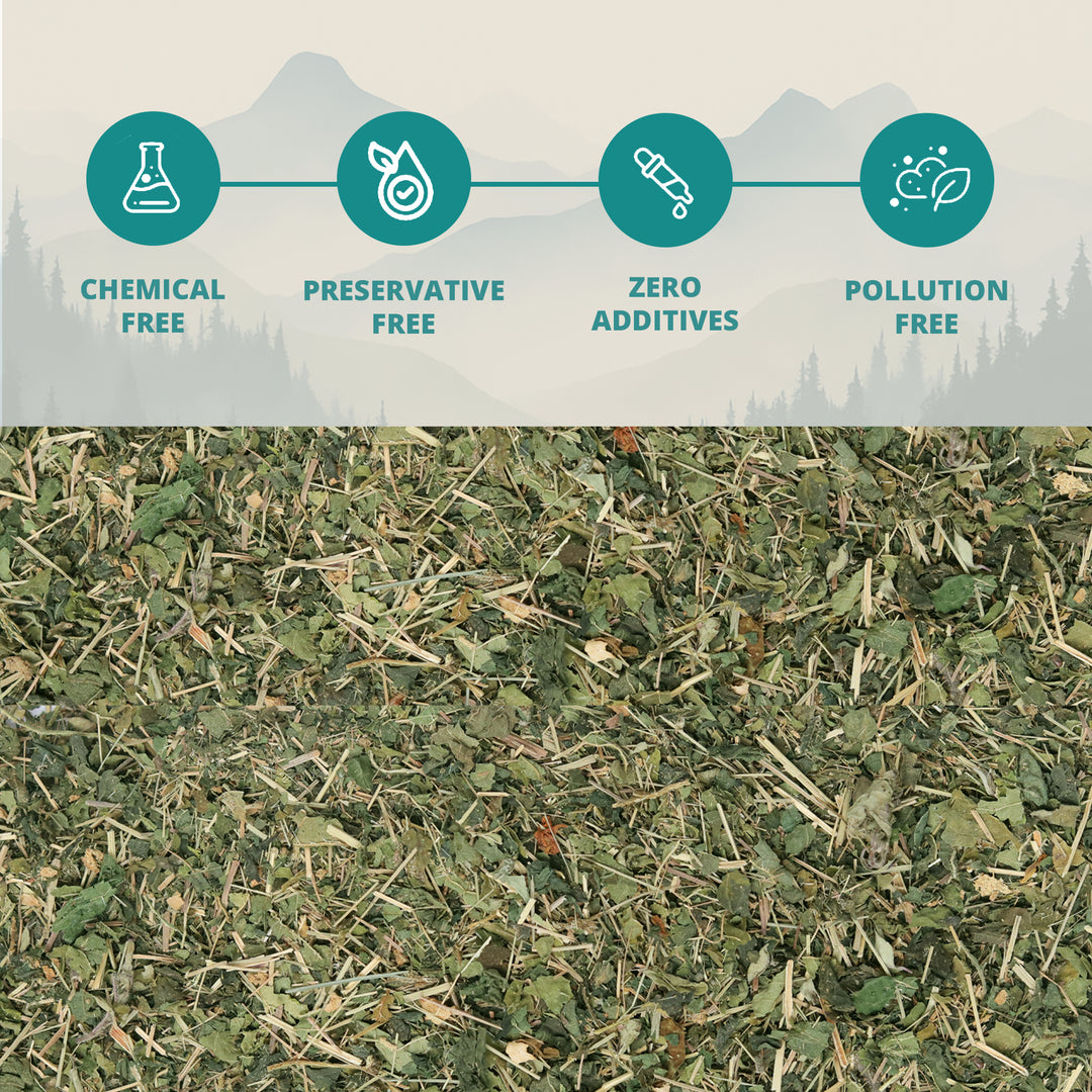 Himalayan Wild Nettle Herbal Infusion (Bichhu Ghas)